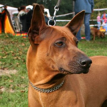 Thai Ridgeback