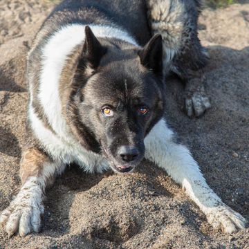 American Akita