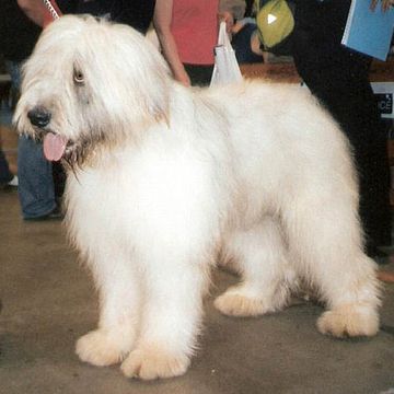 Romanian Mioritic Shepherd Dog