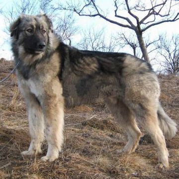 Carpathian Shepherd Dog
