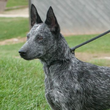 Australian Stumpy Tail Cattle Dog