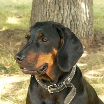 Polish Hunting Dog