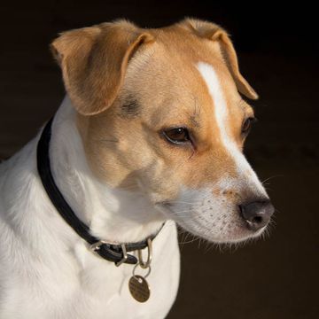 Danish Swedish Farmdog