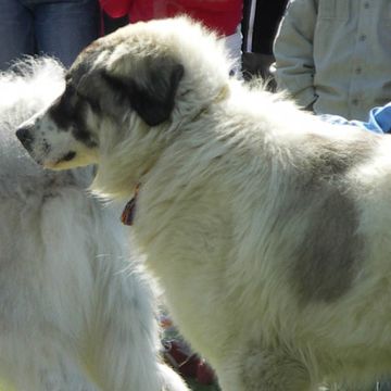 Bucovina Shepherd Dog