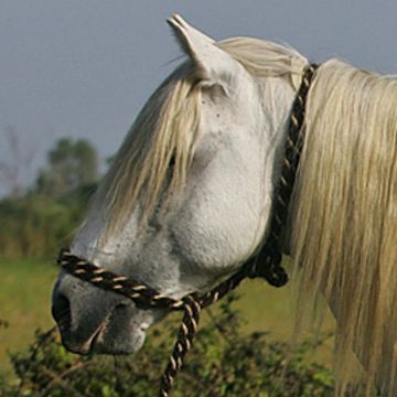 Camargue