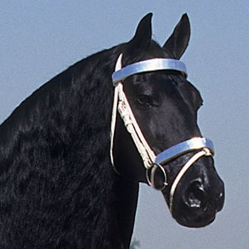 Friesian