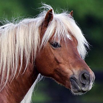 Haflinger