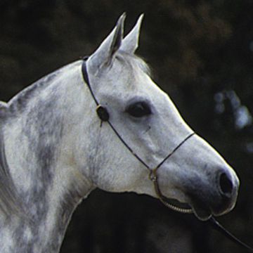 Arabian Horse