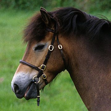 Exmoor Pony