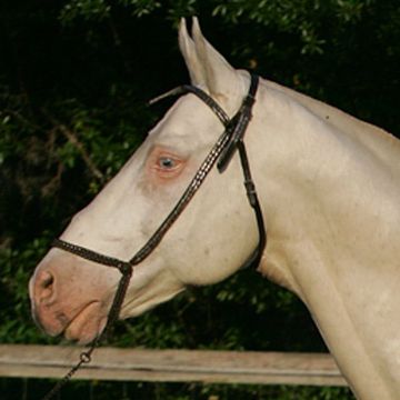 Akhal-Teke