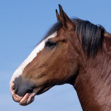 Shire Horse