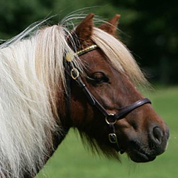 Shetland Pony