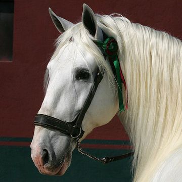 Lusitano