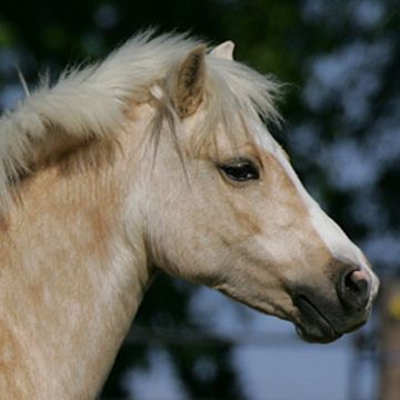 Welsh Pony Section A