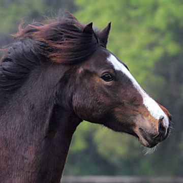 Welsh Pony Section C