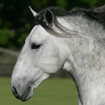 Lipizzan