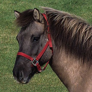 Icelandic Horse