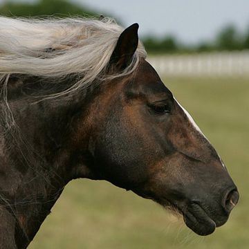 Black Forest Horse