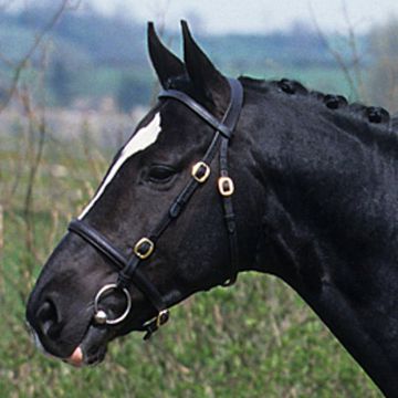 Britisches Warmblut