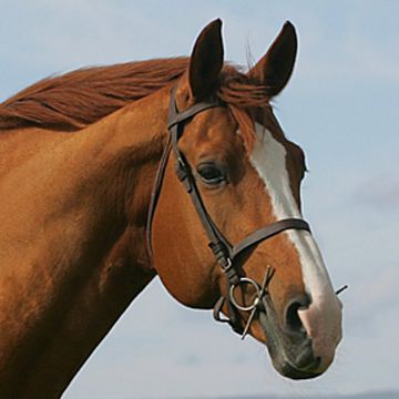 Belgian Warmblood