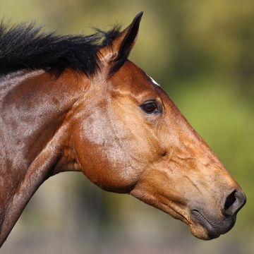 Holländische Warmblut