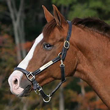 Swedish Warmblood