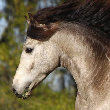 American Warmblood