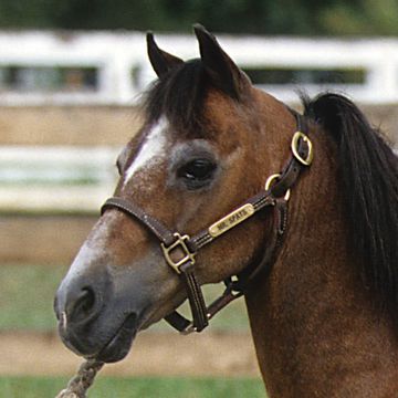 American Shetlandpony