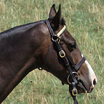 Australien Stockhorse