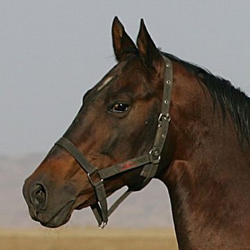 Turkman Horse
