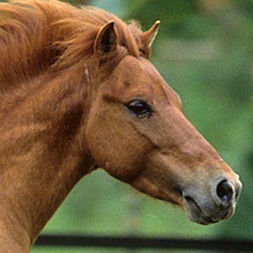 Sumbawa Pony