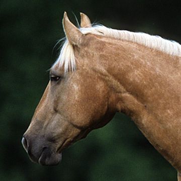 American Quarter Horse