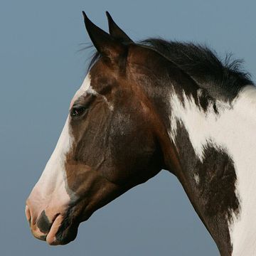 American Paint Horse