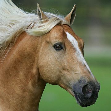 Palomino (Farbe)