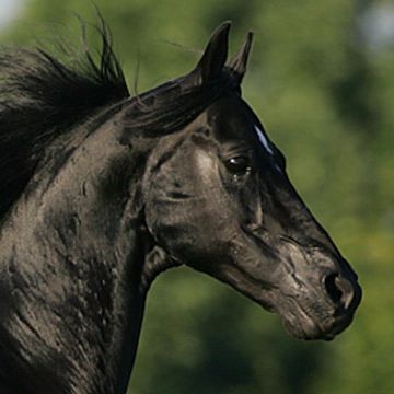 Morgan Horse