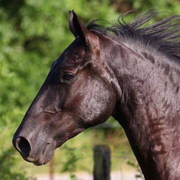 Tennessee Walking Horse