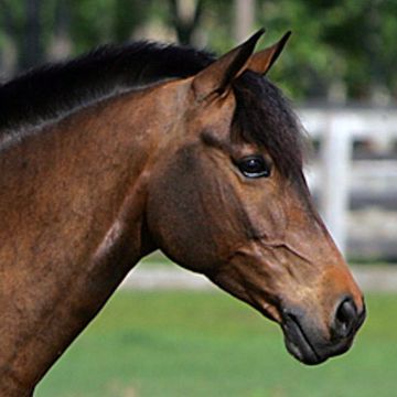 German Riding Pony