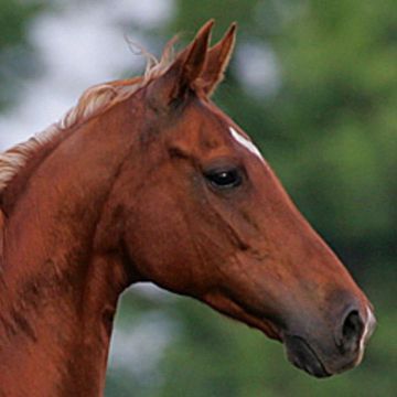 Saddlebred