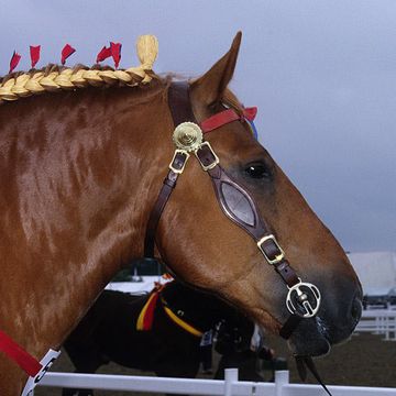 Suffolk Punch