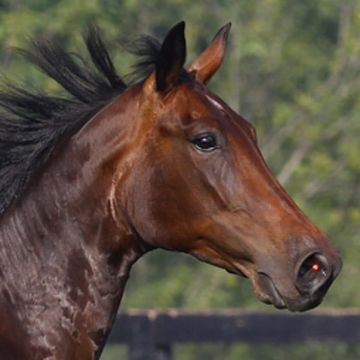 Standardbred