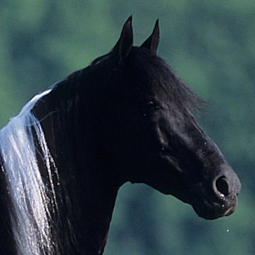 Spotted Mountain Horse