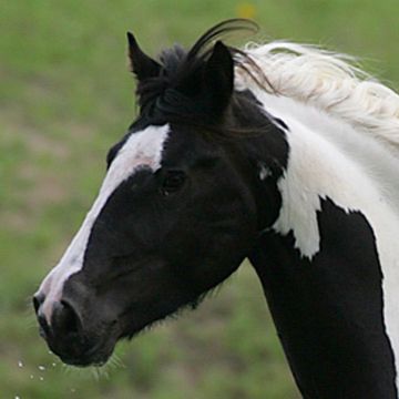 Gypsy Vanner Horse