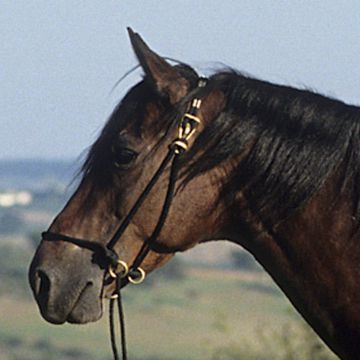 Sardinian Pony