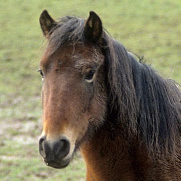 Sable Island Pony