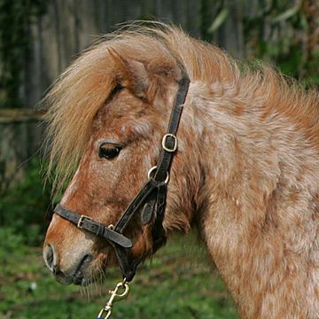 Falabella