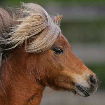 American Miniature Horse