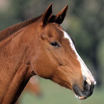 Polo Pony