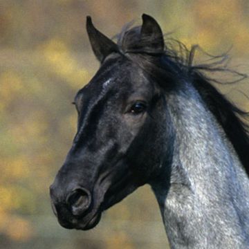 Rocky Mountain Pferd