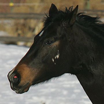 Rhenish Warmblood