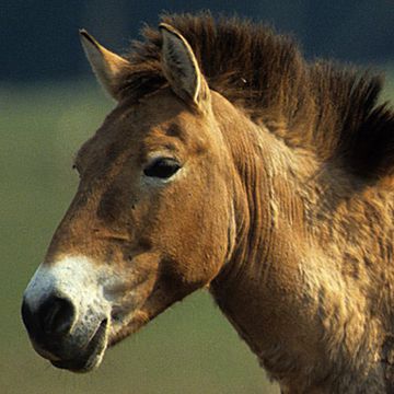 Przewalski-Pferd